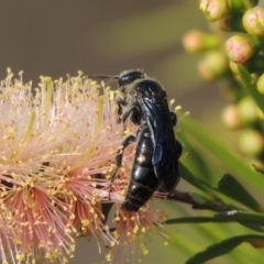 Australelis anthracina (Flower wasp) at Tuggeranong, ACT - 18 Dec 2018 by MichaelBedingfield