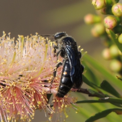 Australelis anthracina (Flower wasp) at Tuggeranong, ACT - 18 Dec 2018 by MichaelBedingfield