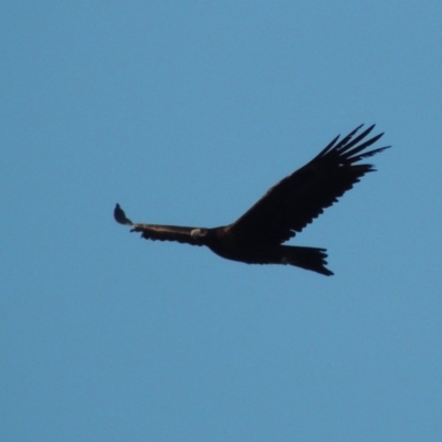 Aquila audax (Wedge-tailed Eagle) at Conder, ACT - 12 Jan 2019 by MichaelBedingfield