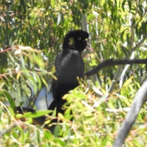 Zanda funerea at Tennent, ACT - 9 Jan 2019 01:12 PM