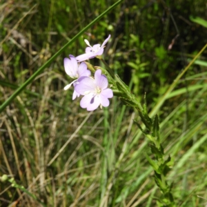 Epilobium gunnianum at Tennent, ACT - 9 Jan 2019