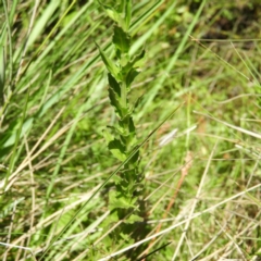 Epilobium gunnianum at Tennent, ACT - 9 Jan 2019