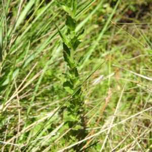 Epilobium gunnianum at Tennent, ACT - 9 Jan 2019