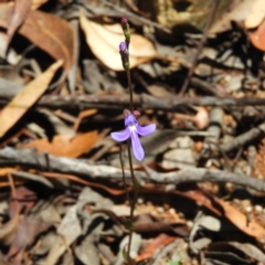 Lobelia dentata/gibbosa (Lobelia dentata or gibbosa) at Tennent, ACT - 9 Jan 2019 by MatthewFrawley