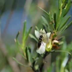 Meroglossa itamuca (A Masked Bee) at Greenleigh, NSW - 12 Jan 2019 by LyndalT