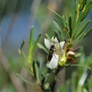 Meroglossa itamuca at Greenleigh, NSW - 13 Jan 2019