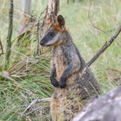 Wallabia bicolor (Swamp Wallaby) at Paddys River, ACT - 12 Jan 2019 by frostydog