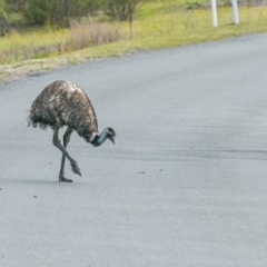 Dromaius novaehollandiae (Emu) at Paddys River, ACT - 13 Jan 2019 by frostydog