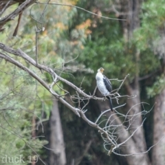 Microcarbo melanoleucos (Little Pied Cormorant) at Paddys River, ACT - 7 Jan 2019 by frostydog