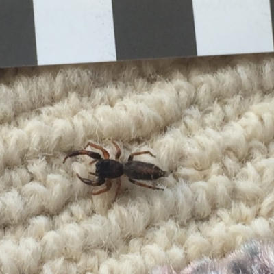 Salticidae (family) (Jumping spider) at Mirador, NSW - 13 Jan 2019 by hynesker1234