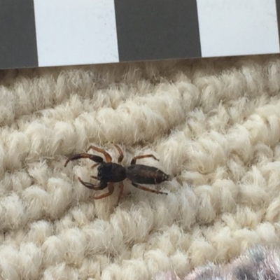 Salticidae (family) (Unidentified Jumping spider) at Mirador, NSW - 12 Jan 2019 by hynesker1234