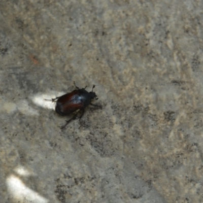 Bisallardiana gymnopleura (Brown flower chafer) at Greenleigh, NSW - 12 Jan 2019 by LyndalT