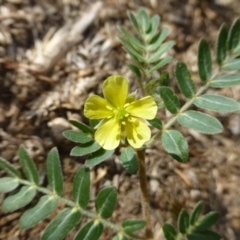 Tribulus terrestris (Caltrop, Cat-head) at Griffith, ACT - 13 Jan 2019 by RWPurdie