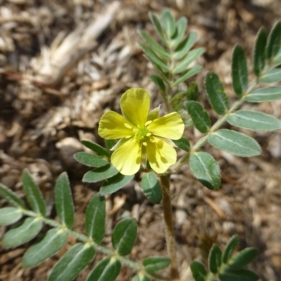 Tribulus terrestris (Caltrop, Cat-head) at Griffith, ACT - 12 Jan 2019 by RWPurdie