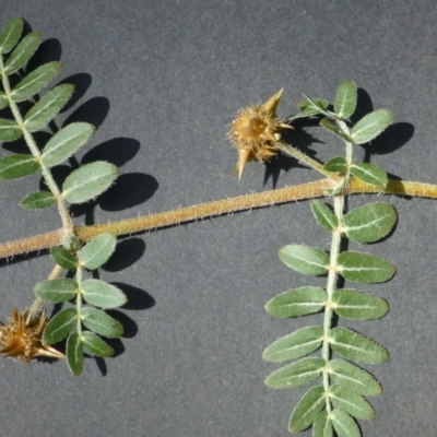 Tribulus terrestris (Caltrop, Cat-head) at Dunlop, ACT - 10 Jan 2019 by RWPurdie