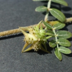 Tribulus terrestris at Dunlop, ACT - 11 Jan 2019