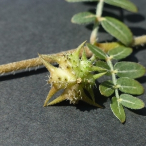 Tribulus terrestris at Dunlop, ACT - 11 Jan 2019