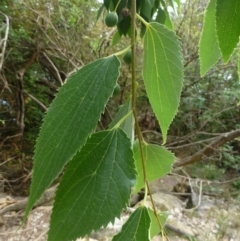 Celtis occidentalis at Fyshwick, ACT - 13 Jan 2019 02:22 AM