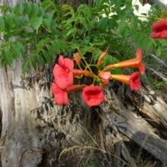 Campsis radicans (Trumpet Vine) at Kingston, ACT - 13 Jan 2019 by RWPurdie