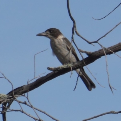 Cracticus torquatus (Grey Butcherbird) at Hughes, ACT - 10 Jan 2019 by JackyF