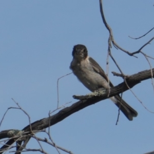 Cracticus torquatus at Hughes, ACT - 10 Jan 2019