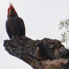 Callocephalon fimbriatum (Gang-gang Cockatoo) at Deakin, ACT - 12 Jan 2019 by JackyF