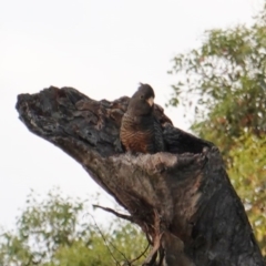 Callocephalon fimbriatum at Deakin, ACT - suppressed