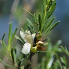 Meroglossa itamuca (A Masked Bee) at Greenleigh, NSW - 12 Jan 2019 by LyndalT