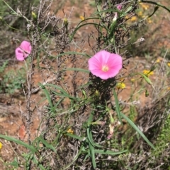 Convolvulus angustissimus subsp. angustissimus (Australian Bindweed) at Deakin, ACT - 13 Jan 2019 by KL