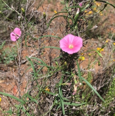 Convolvulus angustissimus subsp. angustissimus (Australian Bindweed) at Deakin, ACT - 13 Jan 2019 by KL
