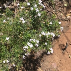 Westringia eremicola (Slender Western Rosemary) at Deakin, ACT - 13 Jan 2019 by KL