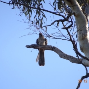 Eudynamys orientalis at Deakin, ACT - 26 Dec 2018