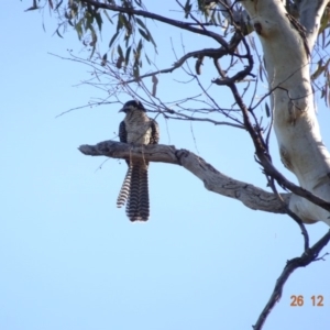 Eudynamys orientalis at Deakin, ACT - 26 Dec 2018