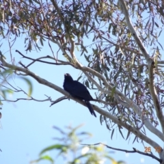 Eudynamys orientalis at Deakin, ACT - 26 Dec 2018