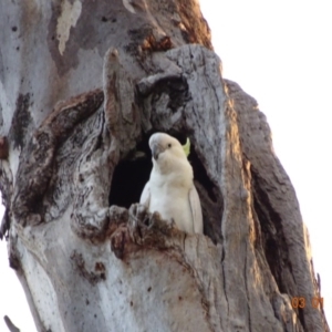 Cacatua galerita at Deakin, ACT - 3 Jan 2019 08:02 PM