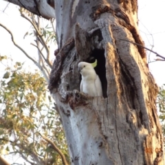 Cacatua galerita at Deakin, ACT - 3 Jan 2019 08:02 PM