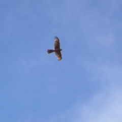 Tachyspiza fasciata (Brown Goshawk) at Deakin, ACT - 11 Jan 2019 by TomT