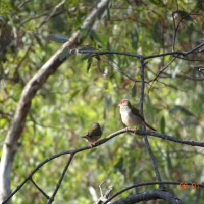 Neochmia temporalis (Red-browed Finch) at Deakin, ACT - 9 Jan 2019 by TomT