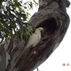 Cacatua galerita (Sulphur-crested Cockatoo) at Red Hill, ACT - 8 Jan 2019 by TomT