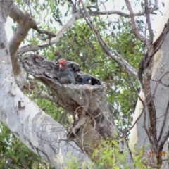 Callocephalon fimbriatum (Gang-gang Cockatoo) at Deakin, ACT - 11 Jan 2019 by TomT