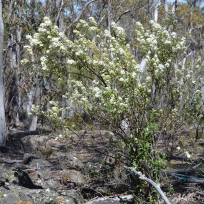Olearia phlogopappa subsp. continentalis (Alpine Daisy Bush) at Bolaro, NSW - 15 Nov 2016 by DavidMcKay