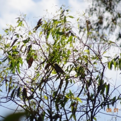 Zosterops lateralis (Silvereye) at Undefined, ACT - 9 Jan 2019 by TomT