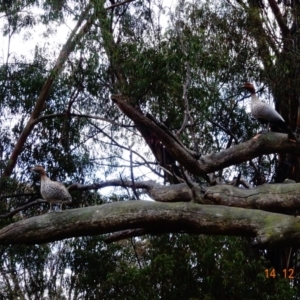 Chenonetta jubata at Hughes, ACT - 14 Dec 2018