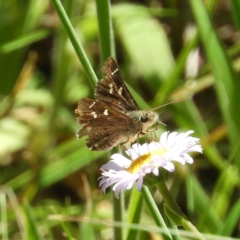 Pasma tasmanica (Two-spotted Grass-skipper) at Tennent, ACT - 9 Jan 2019 by MatthewFrawley