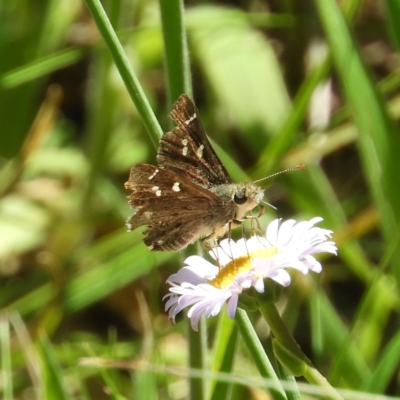 Pasma tasmanica (Two-spotted Grass-skipper) at Tennent, ACT - 9 Jan 2019 by MatthewFrawley