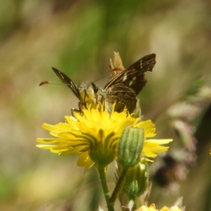 Pasma tasmanica at Tennent, ACT - 9 Jan 2019