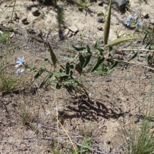 Oxypetalum coeruleum at Isaacs Ridge - 13 Jan 2019 10:36 AM