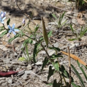 Oxypetalum coeruleum at Isaacs Ridge - 13 Jan 2019 10:36 AM