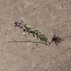 Oxypetalum coeruleum at Isaacs Ridge - 13 Jan 2019 10:36 AM