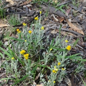 Chrysocephalum apiculatum at Isaacs Ridge - 13 Jan 2019 10:18 AM